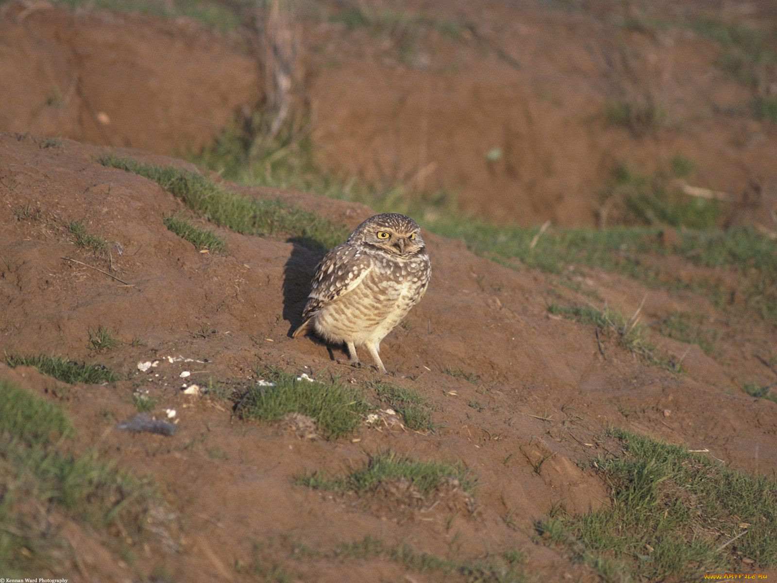 burrowing, owl, santa, cruz, california, , 